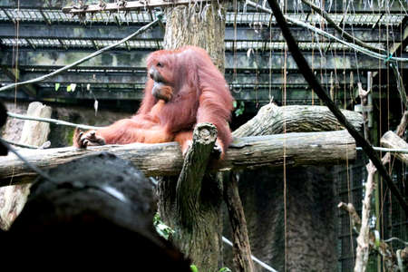 Country- Singapore, Date-19/08/2020 chimpanzee is sitting on tree at Singapore zooのeditorial素材