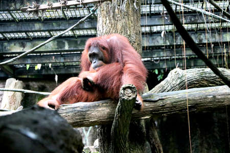 Country- Singapore, Date-19/08/2020 chimpanzee is sitting on tree at Singapore zooのeditorial素材