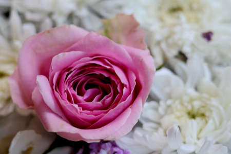 One Pink rose flowers arrange on white flowers