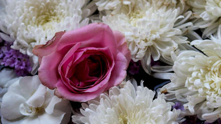 One Pink rose flowers arrange on white flowers
