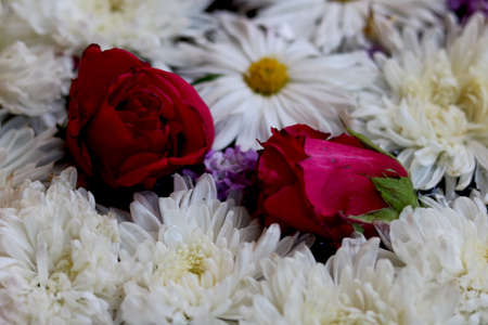 Red rose, pink rose with white and purple flower wallpaper imageの写真素材