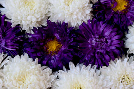 white and purple flower wallpaper imageの写真素材