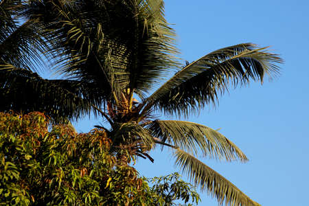 View of top of coconut treeの写真素材