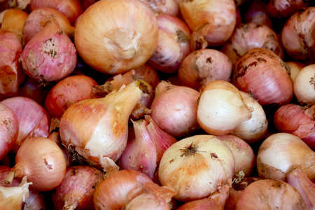 Bunch of new harvest yellow and red onions at local farm marketの写真素材