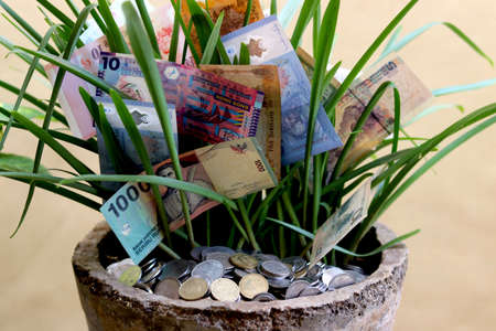 stack of different currency coin and note in flower pot with green leaf plant (money plant)の写真素材
