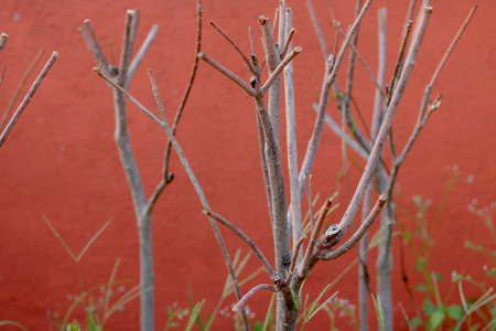 dry branch stick of plant with green small leaf with red background of red wall