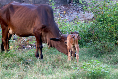 Cow with her baby in green grass fieldの写真素材