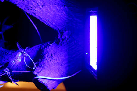 View of decoration light (Colorful halogen) hanging on tree branch at time of eventの写真素材
