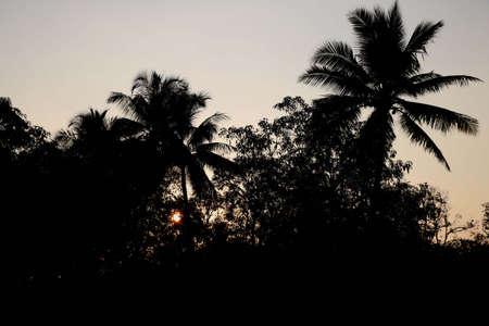 sunset view from trees branch and leafsの写真素材