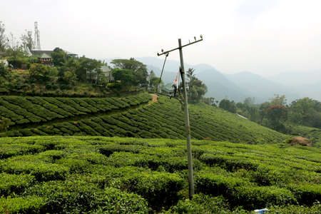 View of tea plantation (tea garden) at kerala India