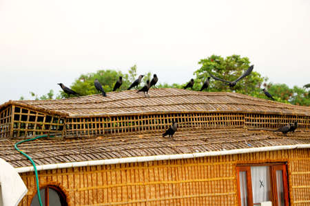 crows is sitting on roof top of houseboat at kerala Indiaの写真素材