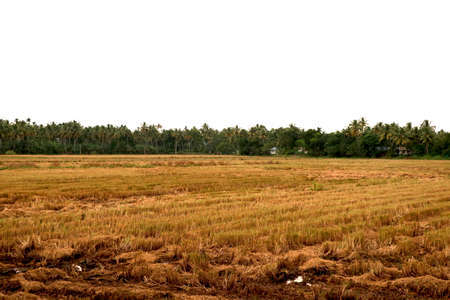 landscape view of Rice field in village of indiaの写真素材