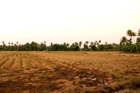 landscape view of Rice field in village of indiaの写真素材