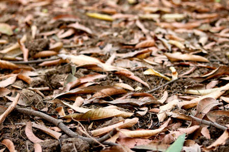 Dry leaf on ground, leaf's cover surface of ground is beauty pattern background in garden forestの写真素材