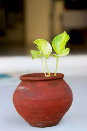 Money plant grow in Indian traditional potの写真素材