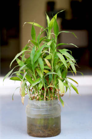 Plant in plastic bottle with blur backgroundの写真素材