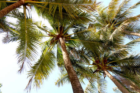 Top View of coconut tree from groundの写真素材
