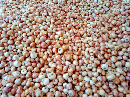 group of white onion for sale in marketの写真素材