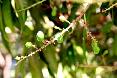 Buds Are Turning To The small Mangoesの写真素材