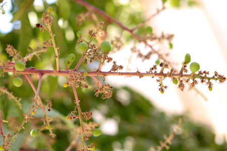 Buds Are Turning To The small Mangoesの写真素材