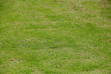 Field of fresh green grass texture as a backgroundの写真素材