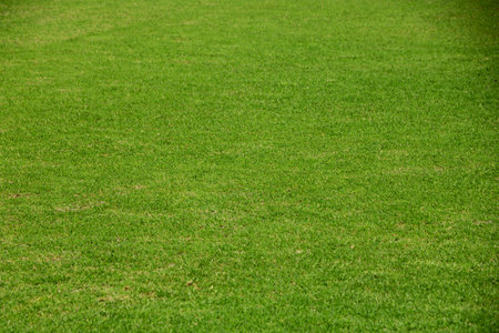 Field of fresh green grass texture as a backgroundの写真素材