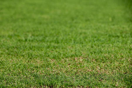 Field of fresh green grass texture as a backgroundの写真素材