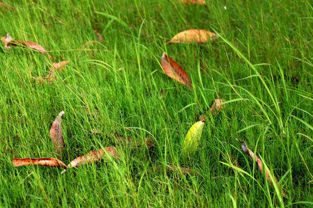 Dry leaves on green grassの写真素材