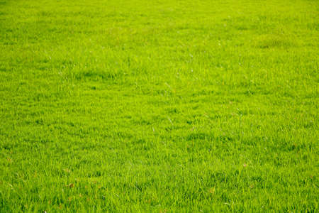 Field of fresh green grass texture as a backgroundの写真素材