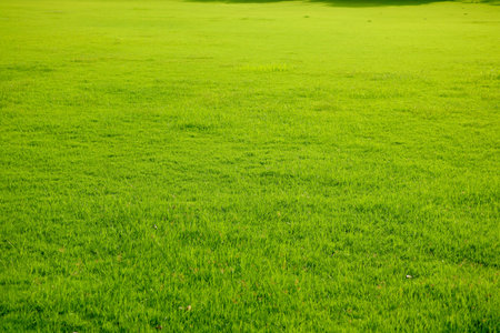 Field of fresh green grass texture as a backgroundの写真素材