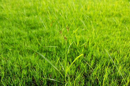 Green grass texture from a fieldの写真素材
