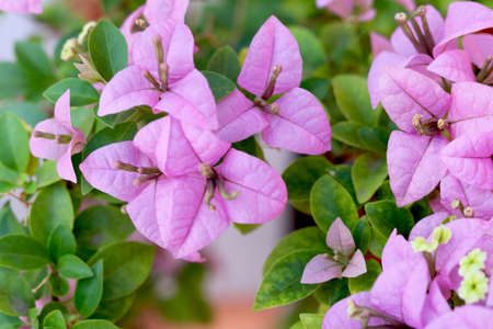 Portrait view of Beautiful pink flowersの写真素材