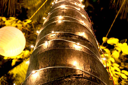 Image of Tree is decorate with lightの写真素材