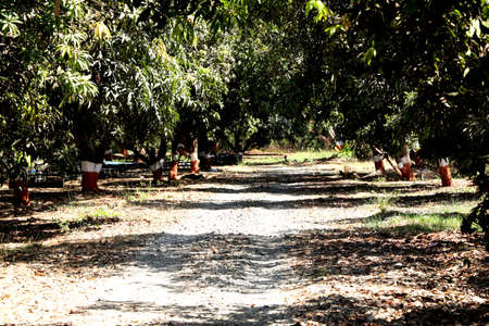 Landscape view of mango trees farmの写真素材