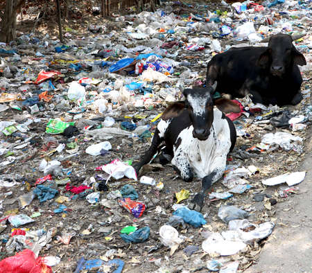 littering image of Garbage throw on side of road and cows are sitting on it in indiaの写真素材