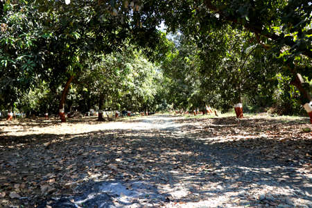 Landscape view of mango trees farmの写真素材