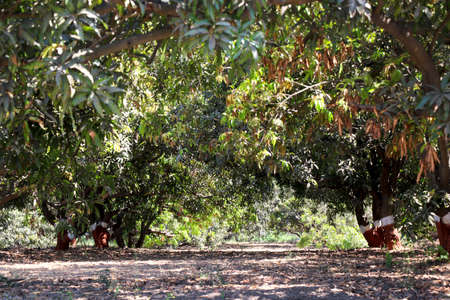 Landscape view of mango trees farmの写真素材