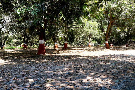 Landscape view of mango trees farm