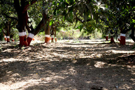 Landscape view of mango trees farmの写真素材