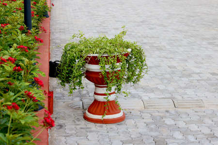 Green leafy plant in Big flower pot