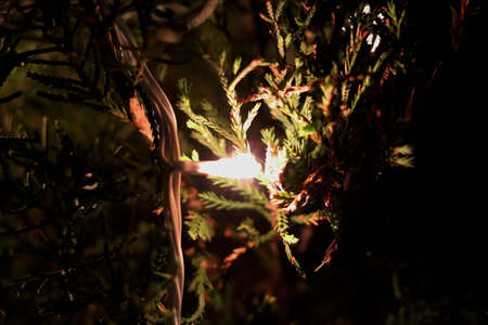 Image of Tree is decorate with light