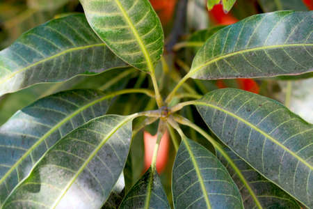 portrait view big green leafs plant