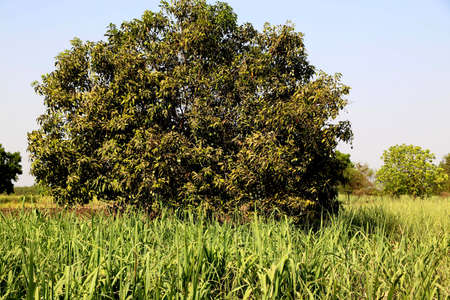 Landscape view of tree standing in sugarcane farm