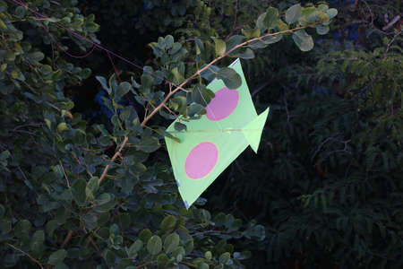 kite on stuck on tree during kite flying day in indiaの写真素材