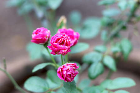 Portrait view of small rose with blur background
