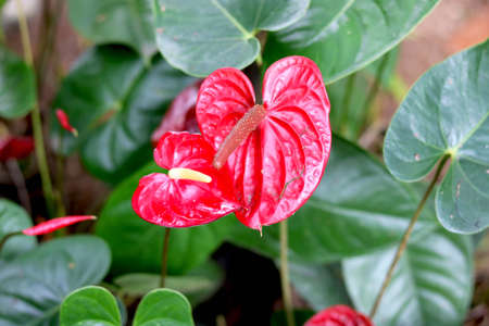 pink anthurium in garden with blur backgroundの写真素材