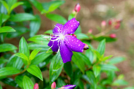 view of tibouchina flower with water drop on itの写真素材