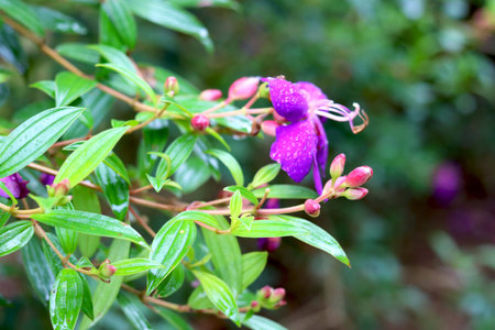 Portrait view of Tibouchina flower and bud with water dropの写真素材