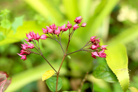 Portrait view pink flower (frangipani)の写真素材
