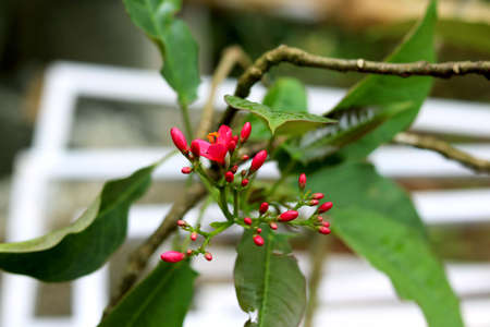 Portrait view red flower bud (frangipani)の写真素材